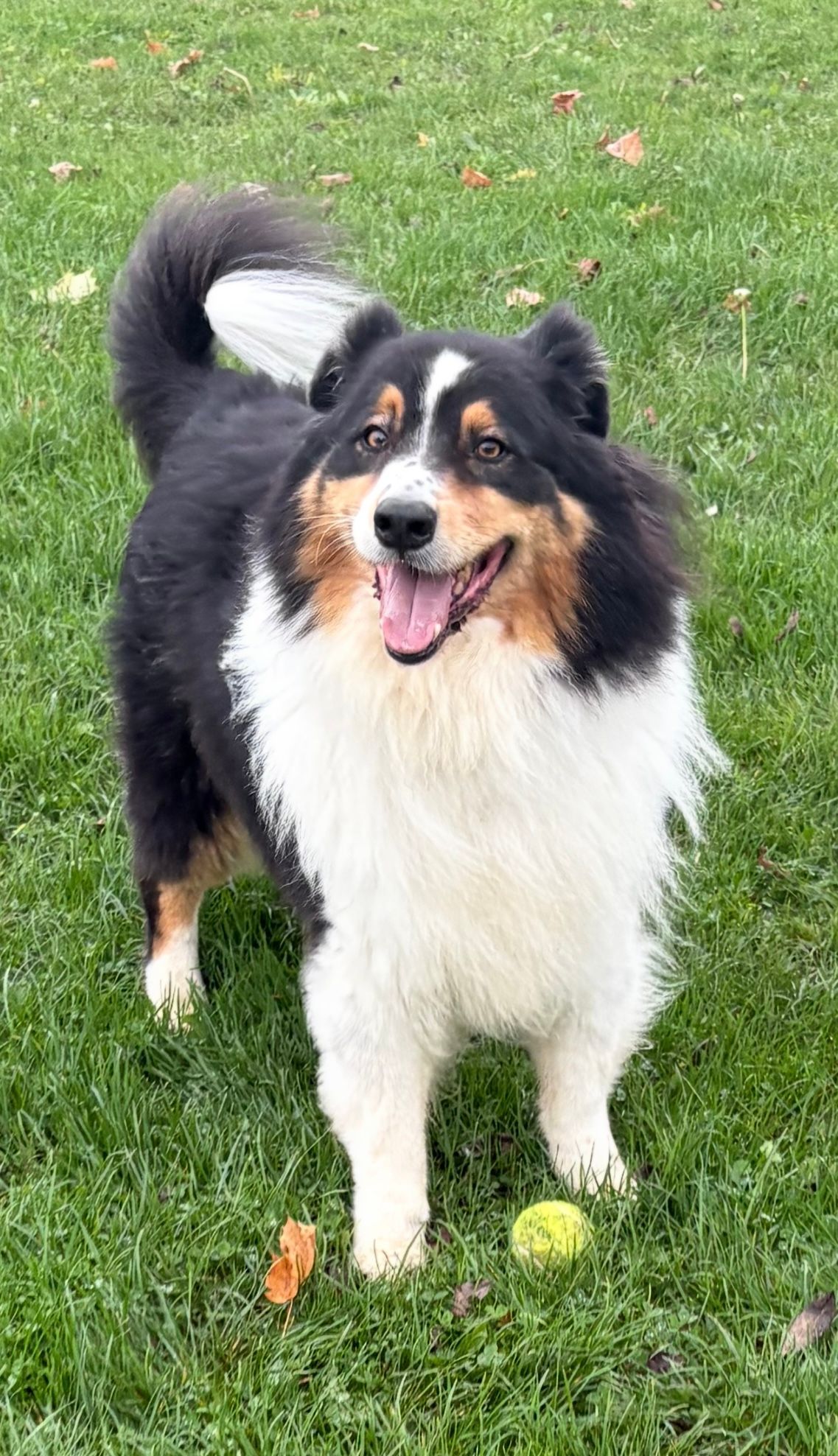 Un berger des Shetland tricolore se tient debout sur l'herbe avec une balle de tennis.