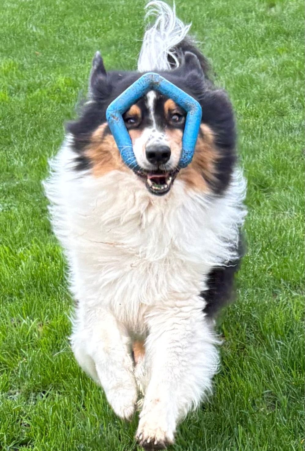 Un chien collie court vers la caméra avec un jouet bleu dans la gueule, dans un champ herbeux.