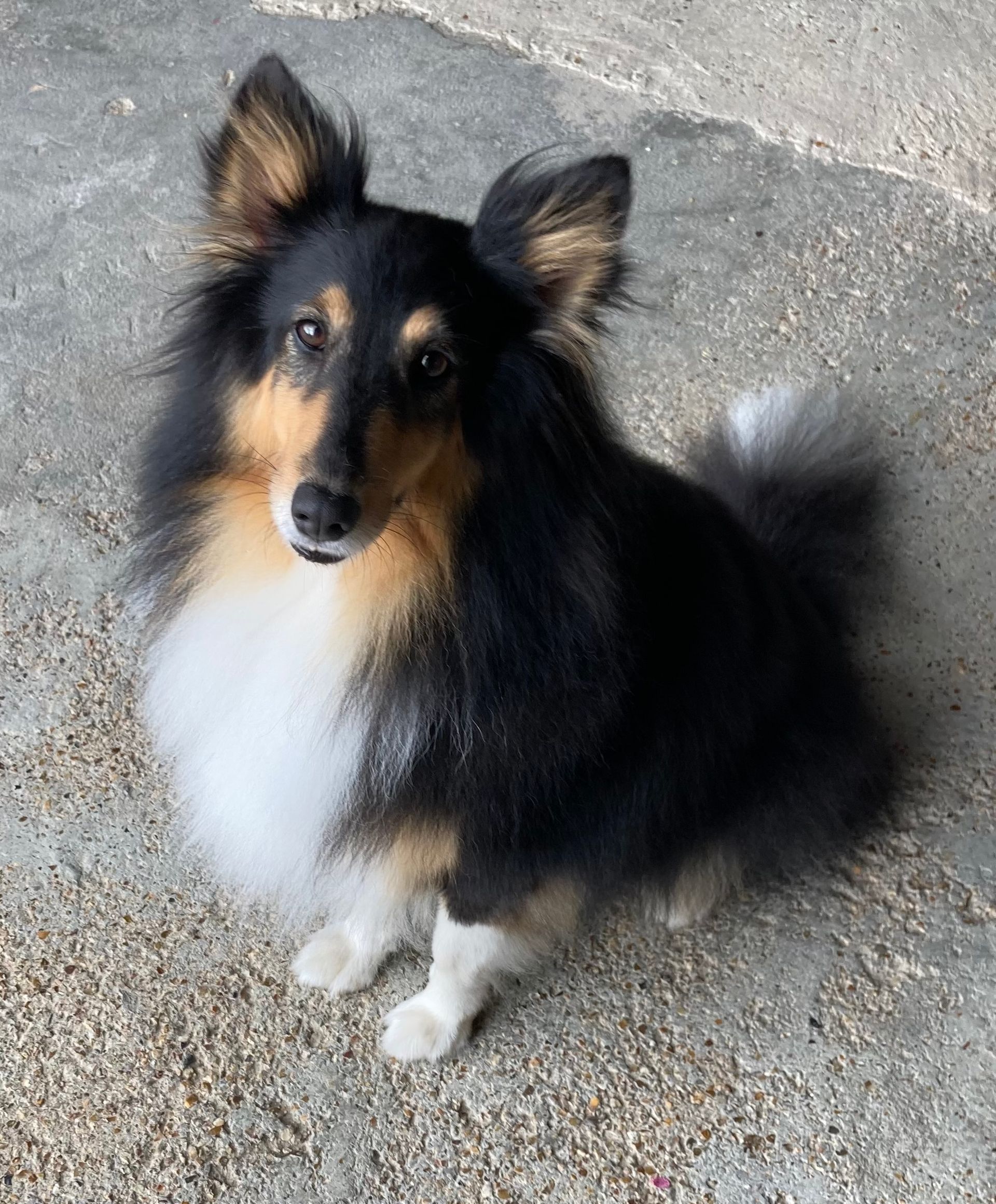 Chien sheltie noir, blanc et fauve assis.
