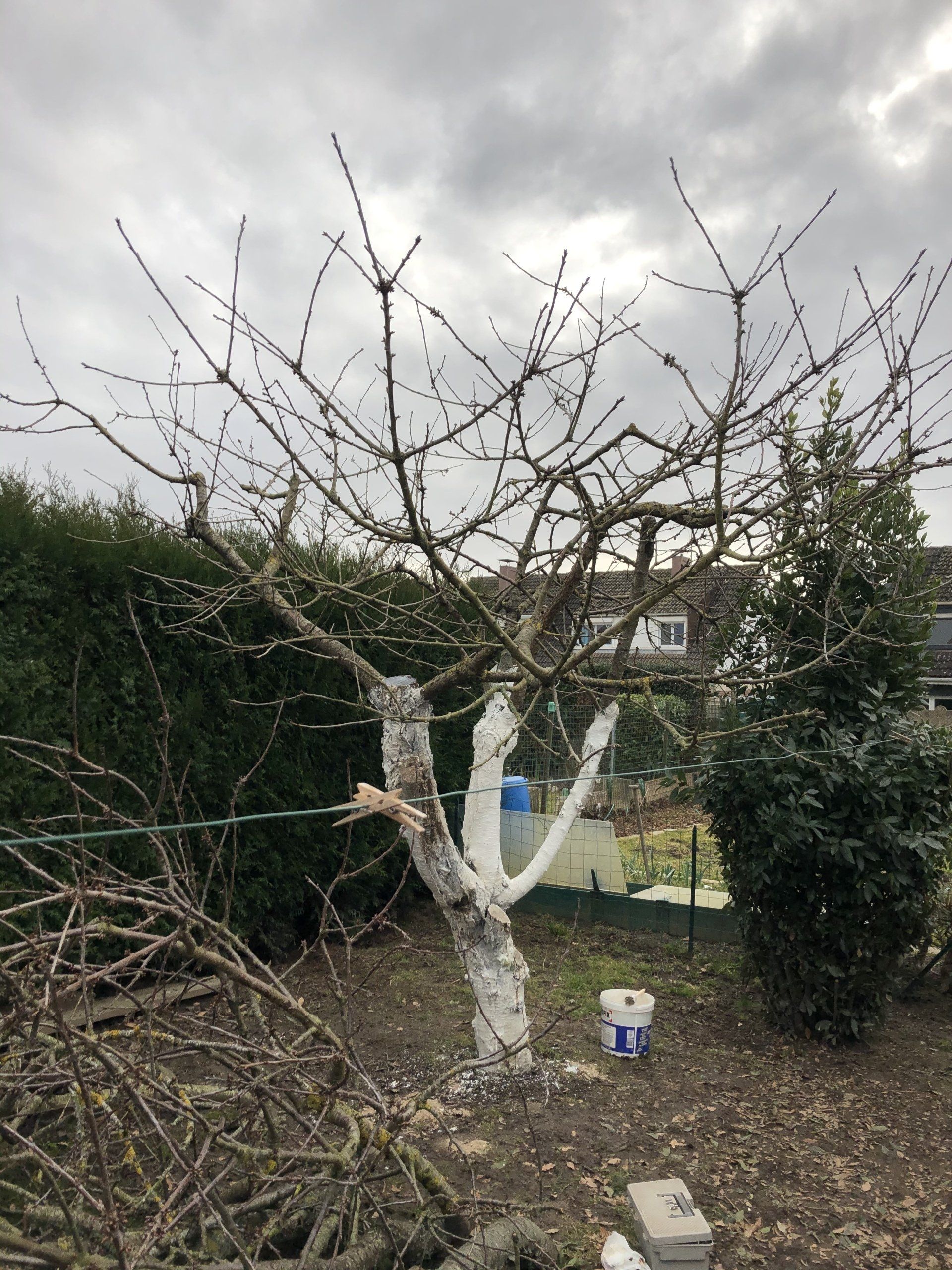 Élagage et entretien de l'arbre