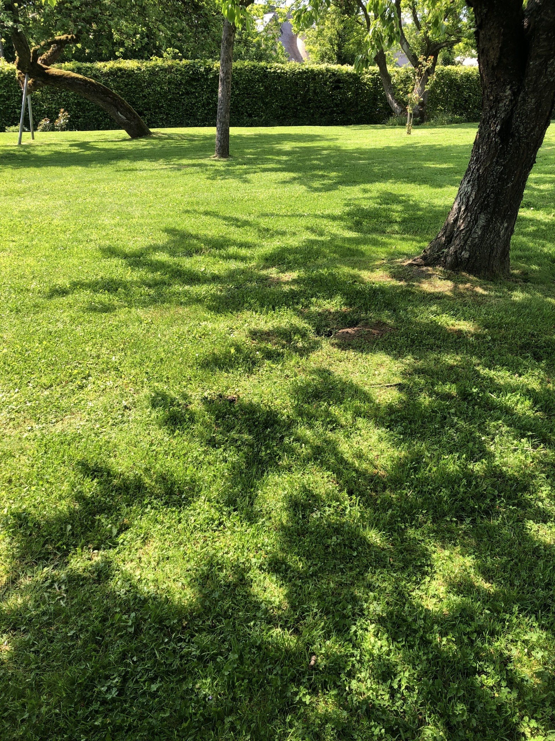 Élagage et taille de haies