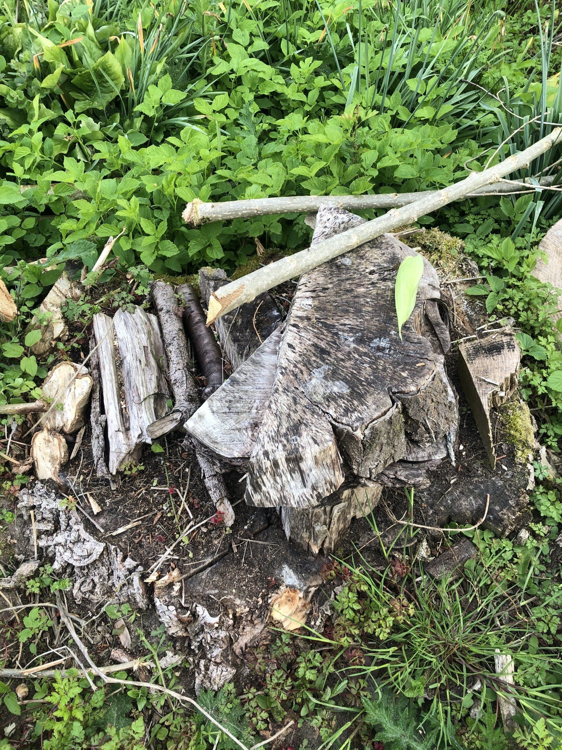 Souche d'arbre rognée