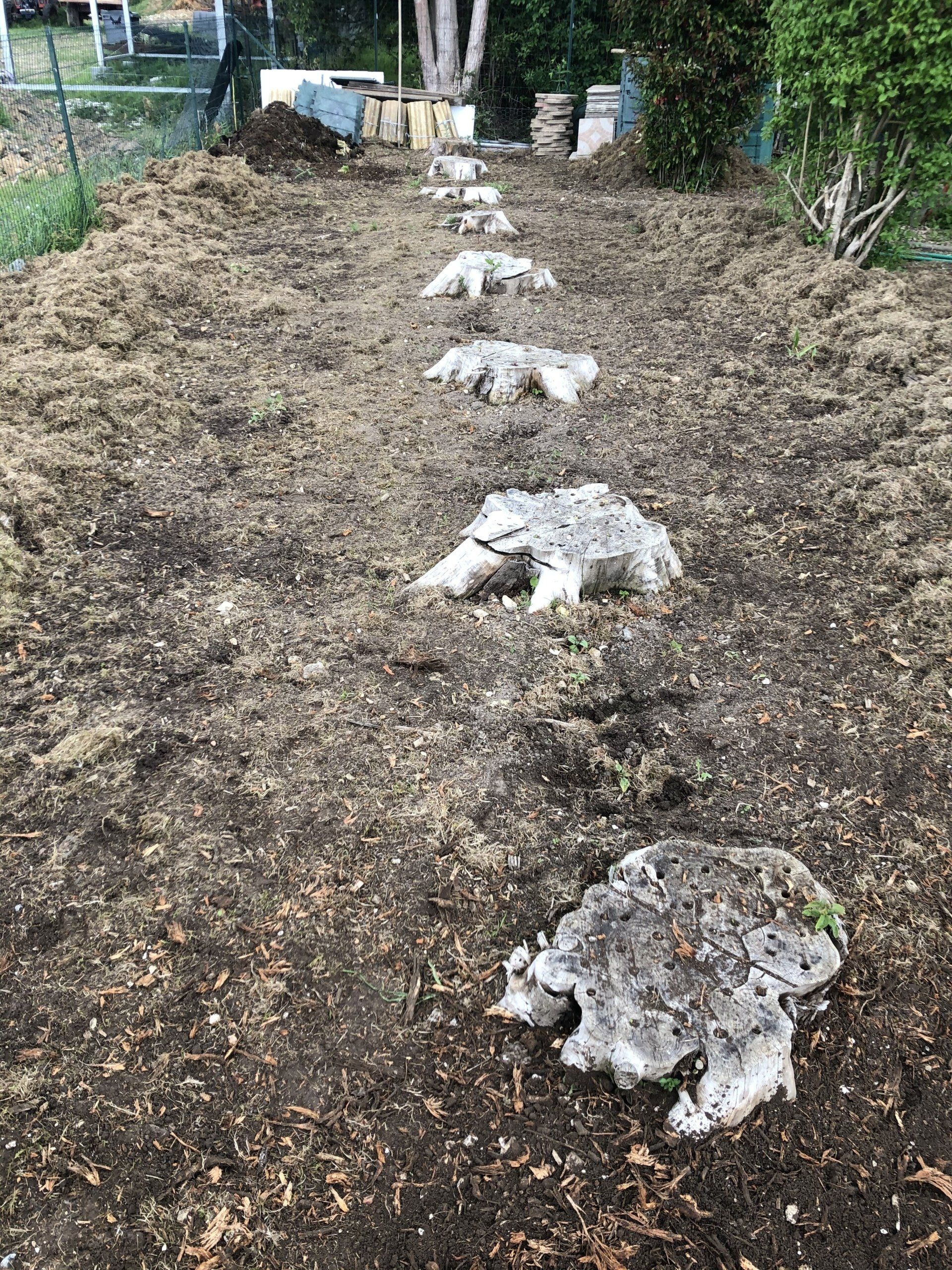 Souches de plusieurs arbres