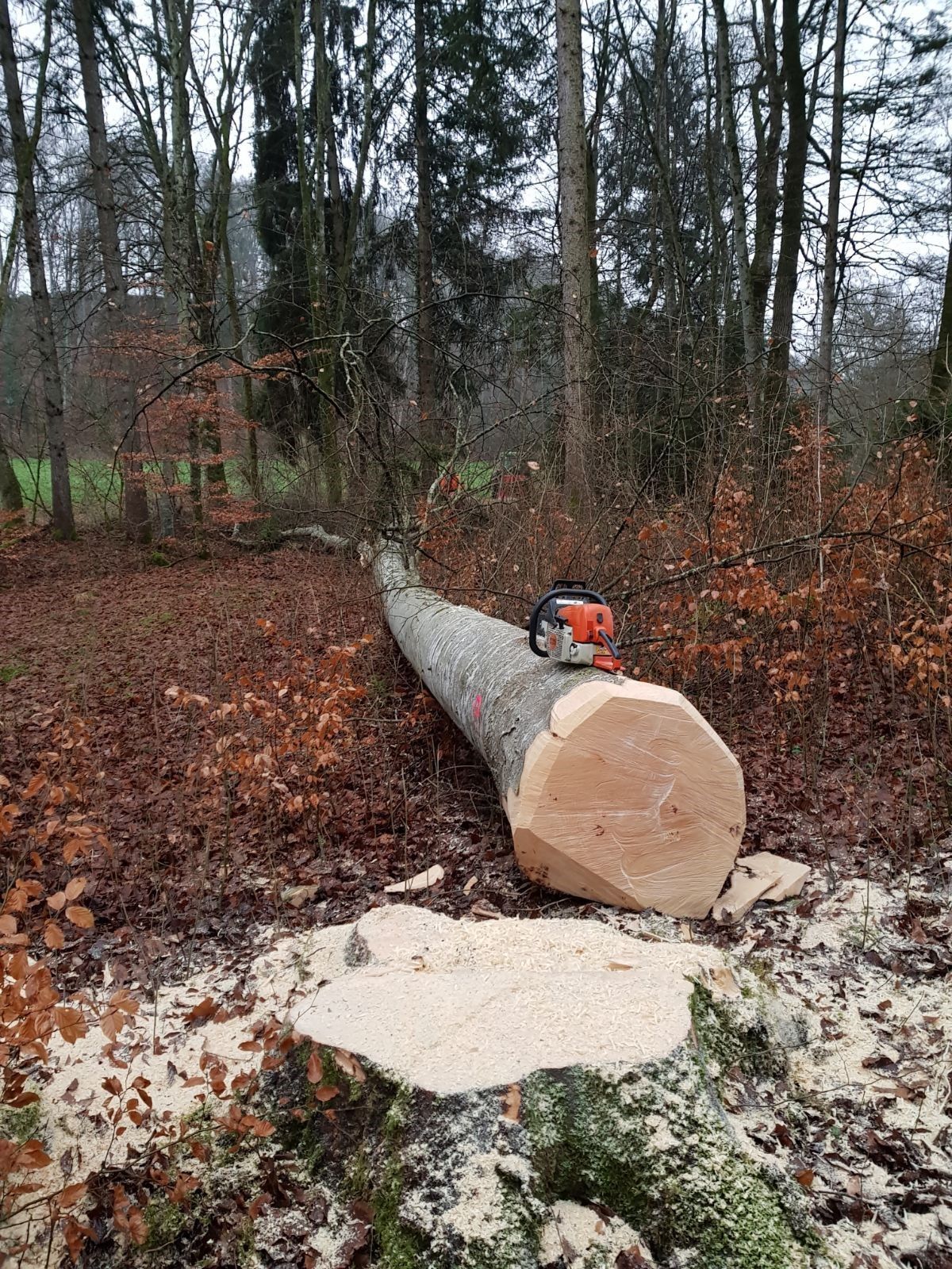 Bûcheronnage - Richard Seydoux Bûcheron-Paysagiste