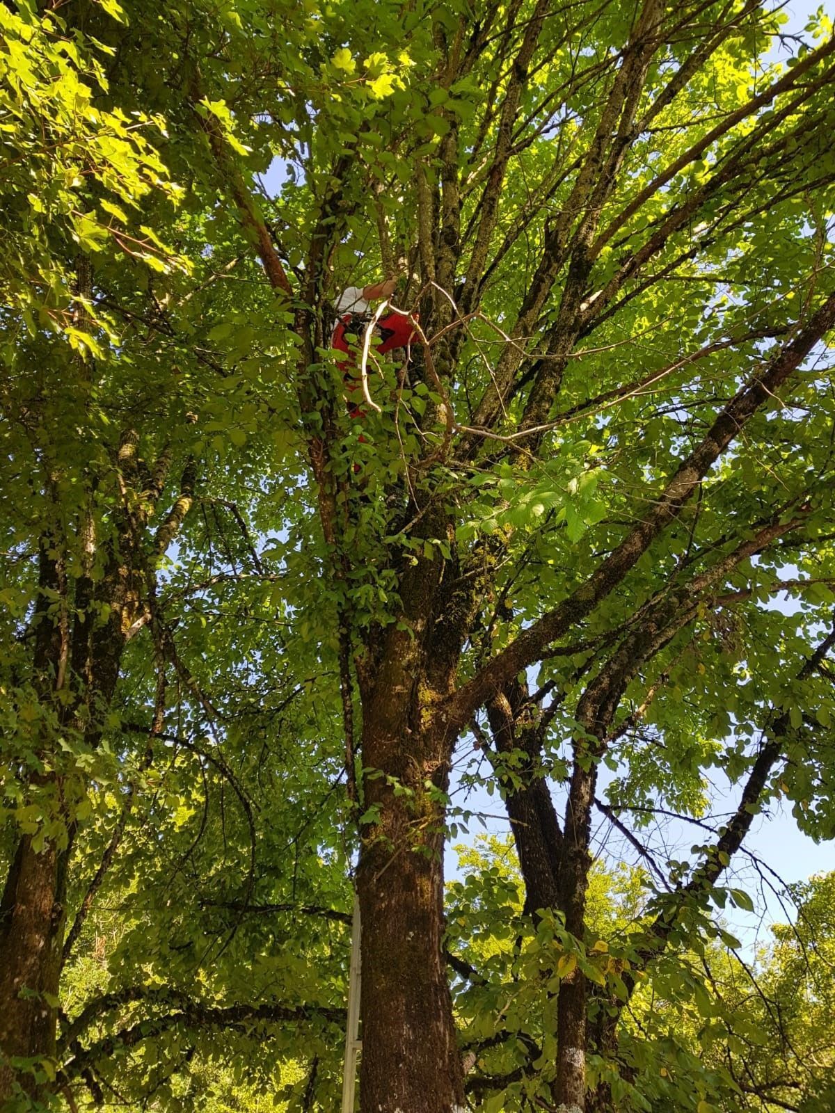 Bûcheronnage - Richard Seydoux Bûcheron-Paysagiste- Richard Seydoux Bûcheron-Paysagiste