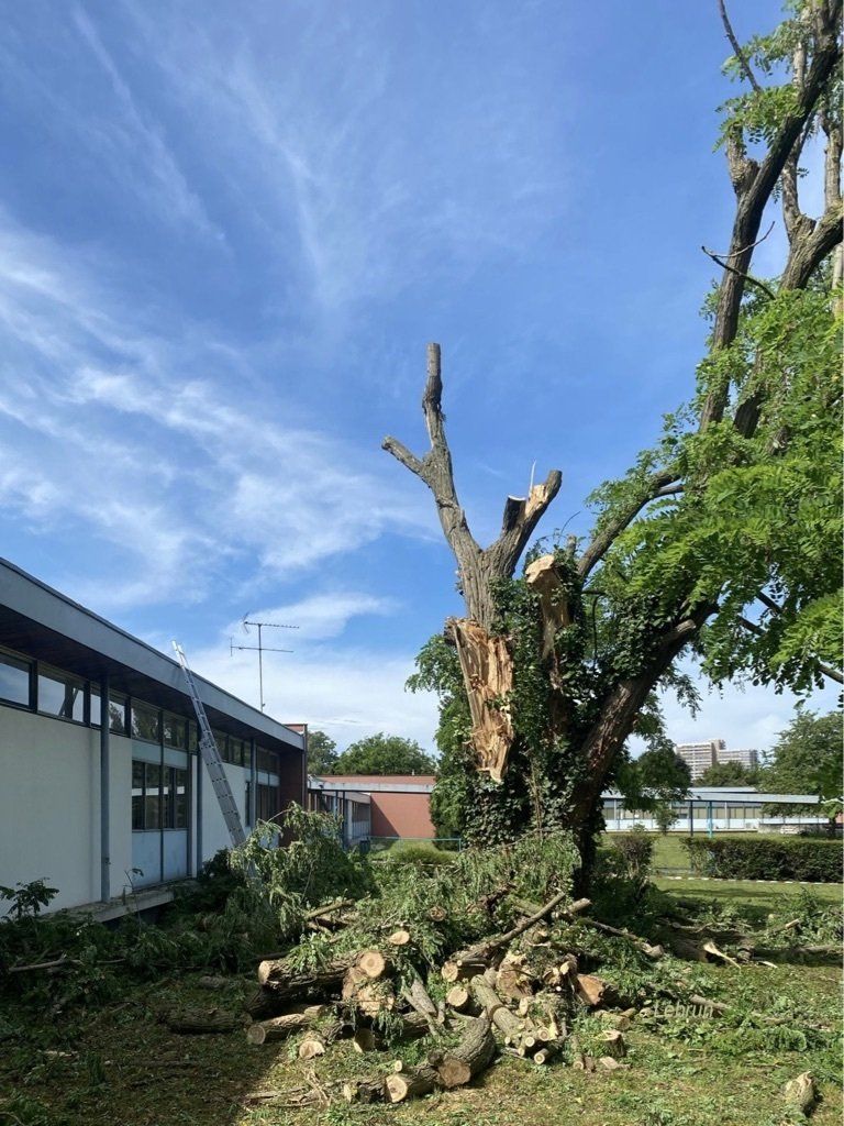 Abattage d'un arbre dangereux