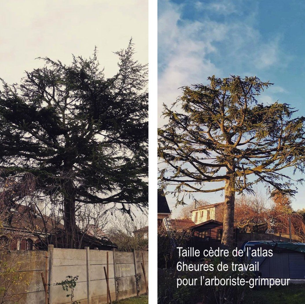 Taille d'un cèdre avant/après