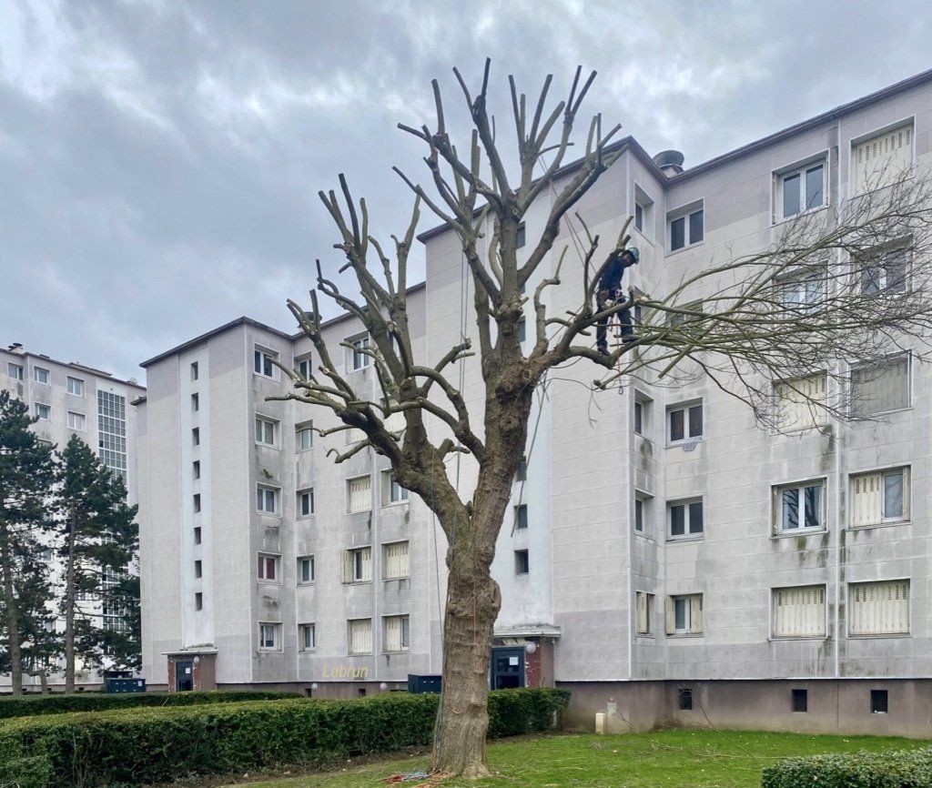 Taille d'un platane 2