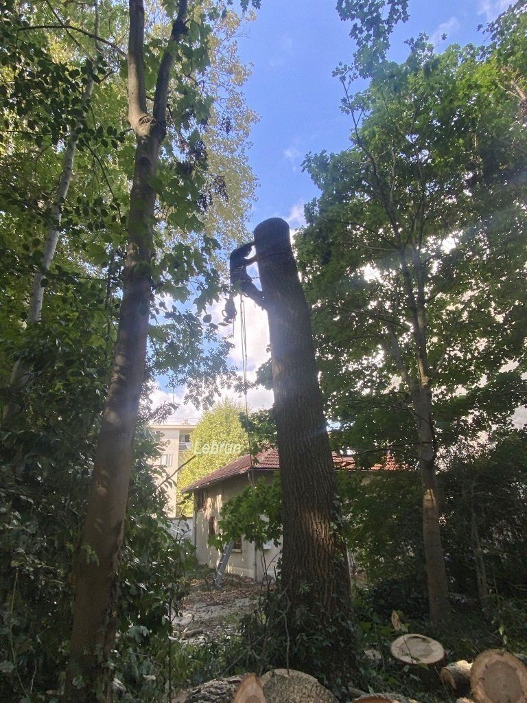 Abattage d'un arbre
