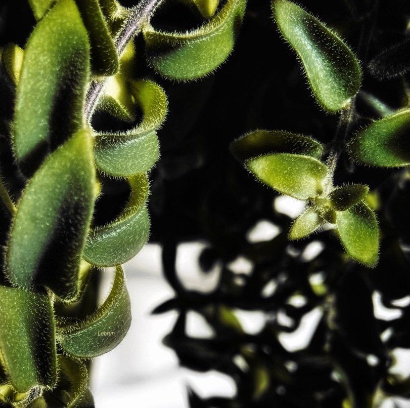 Plante verte