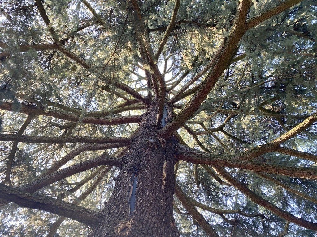 Arbre