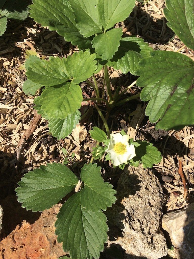 Permaculture couvresol