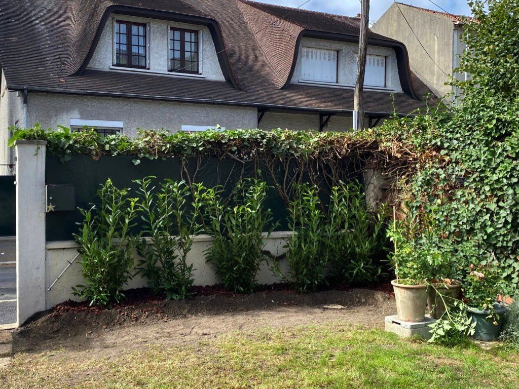Plantation d'un laurier