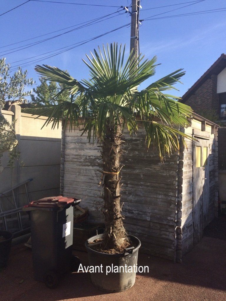Plantation d'un palmier