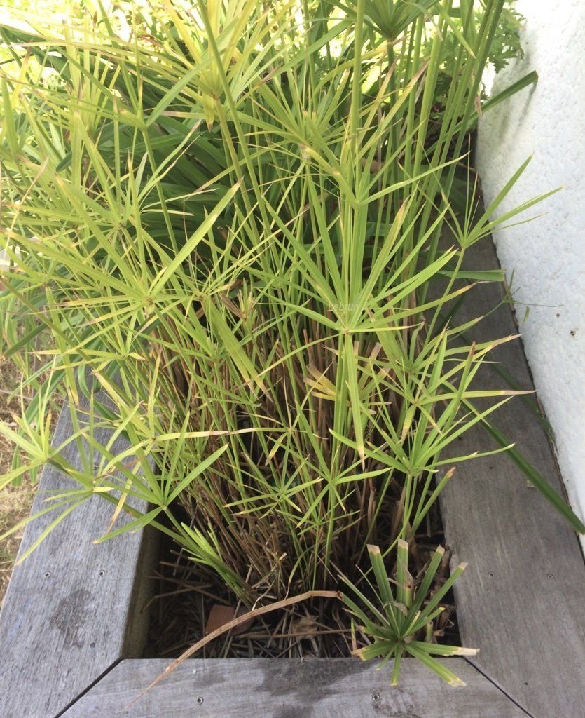 Plantation d'un papyrus