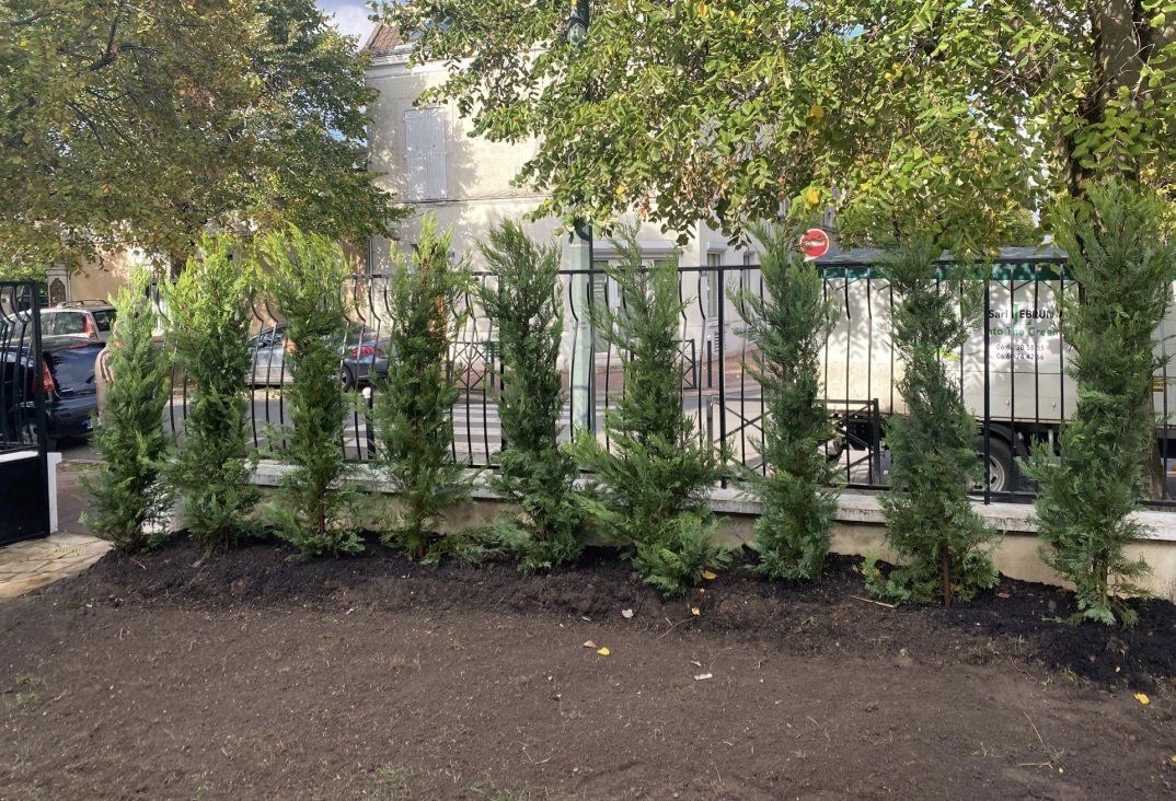 Plantation d'un thuya
