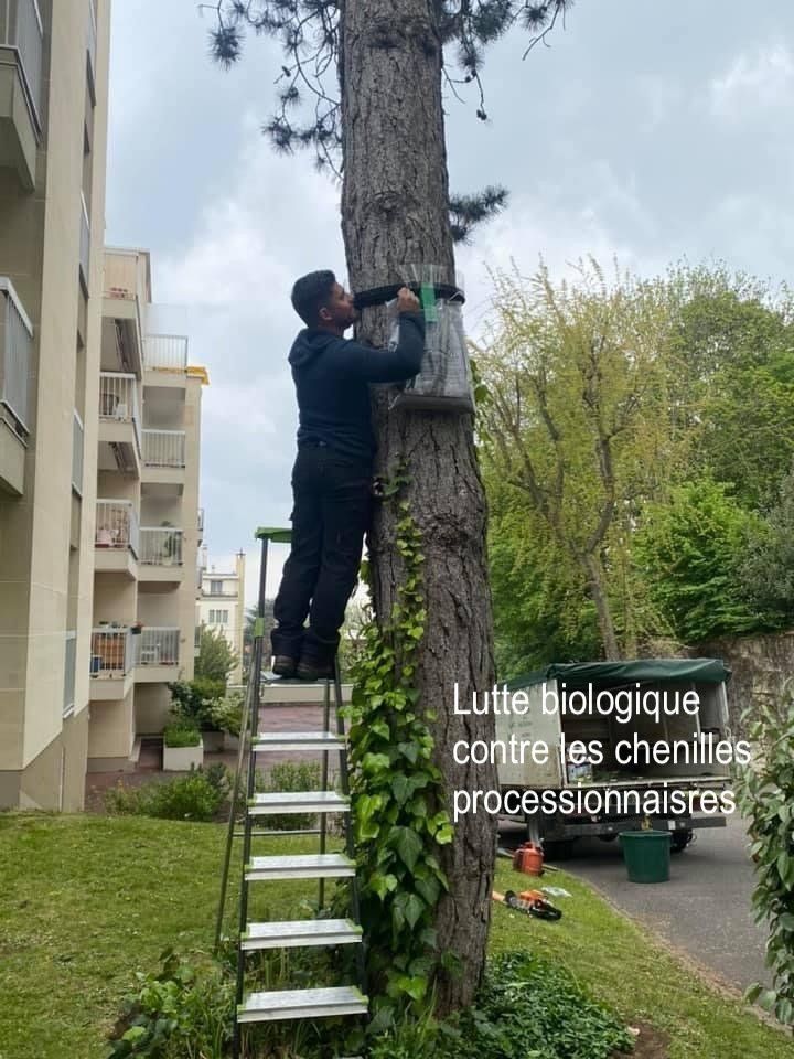 Pose d'un piège écologique