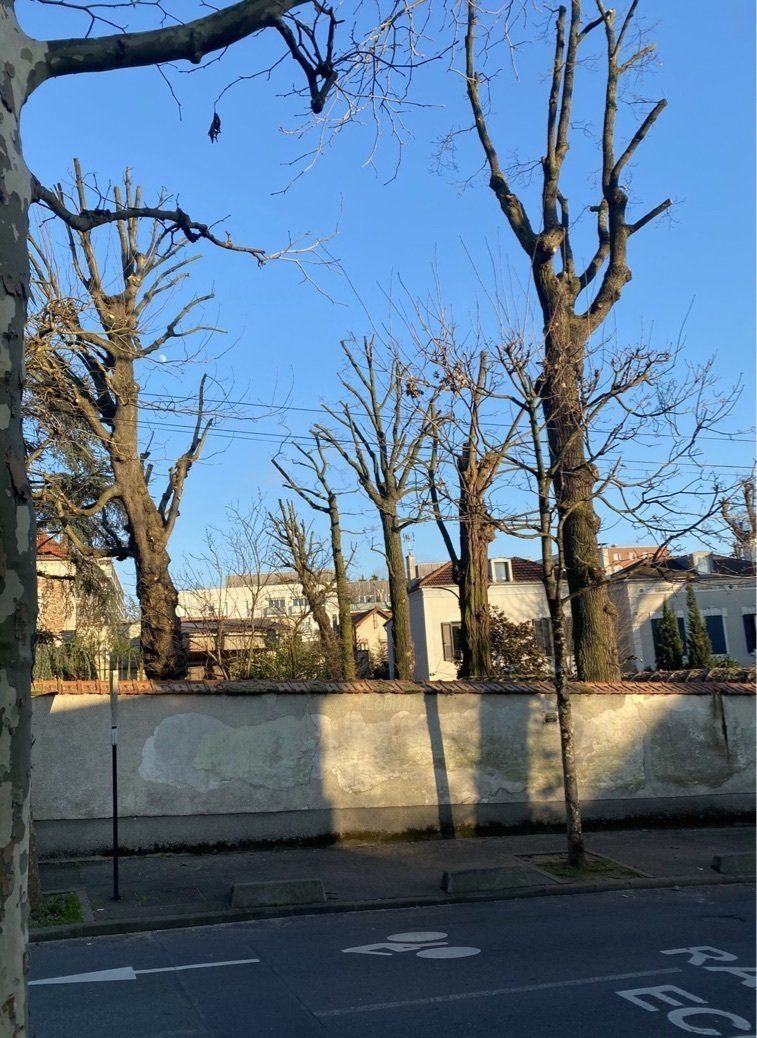 Taille de divers arbres