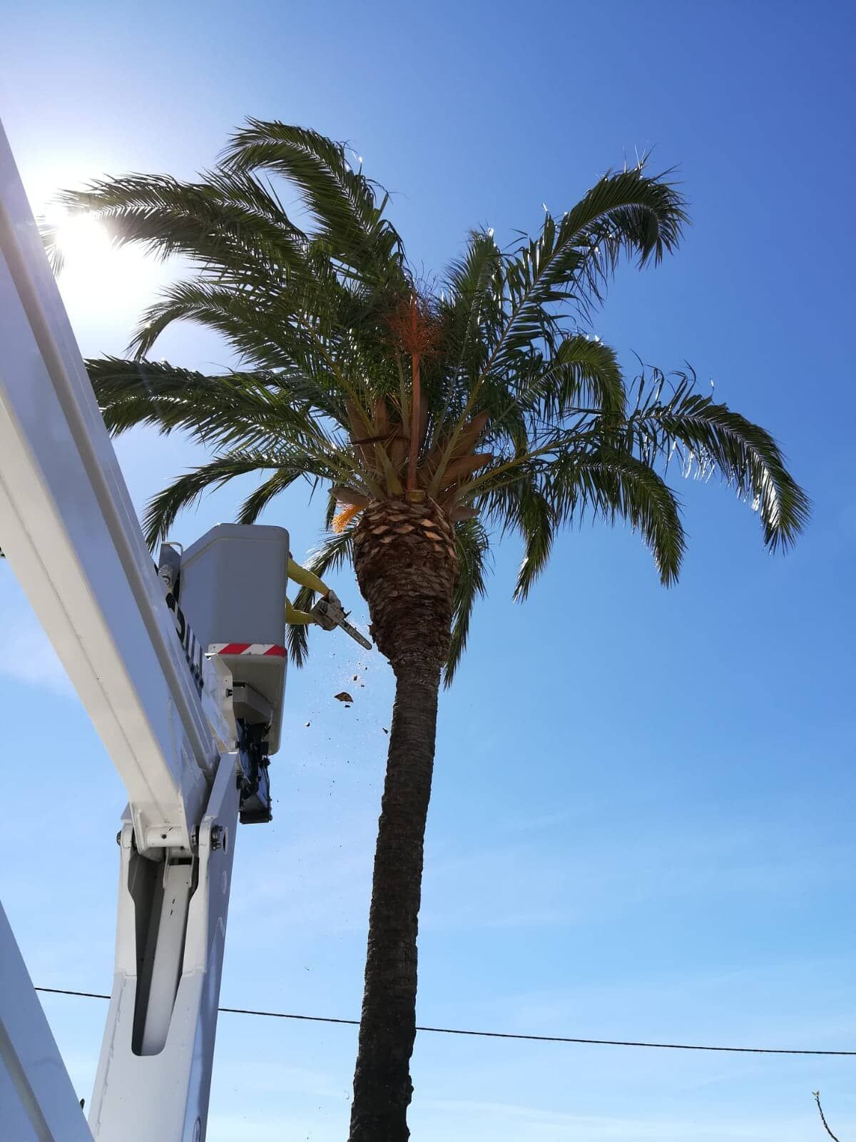 Um trabalhador está podando uma palmeira dentro de um elevador, sob um céu azul claro.