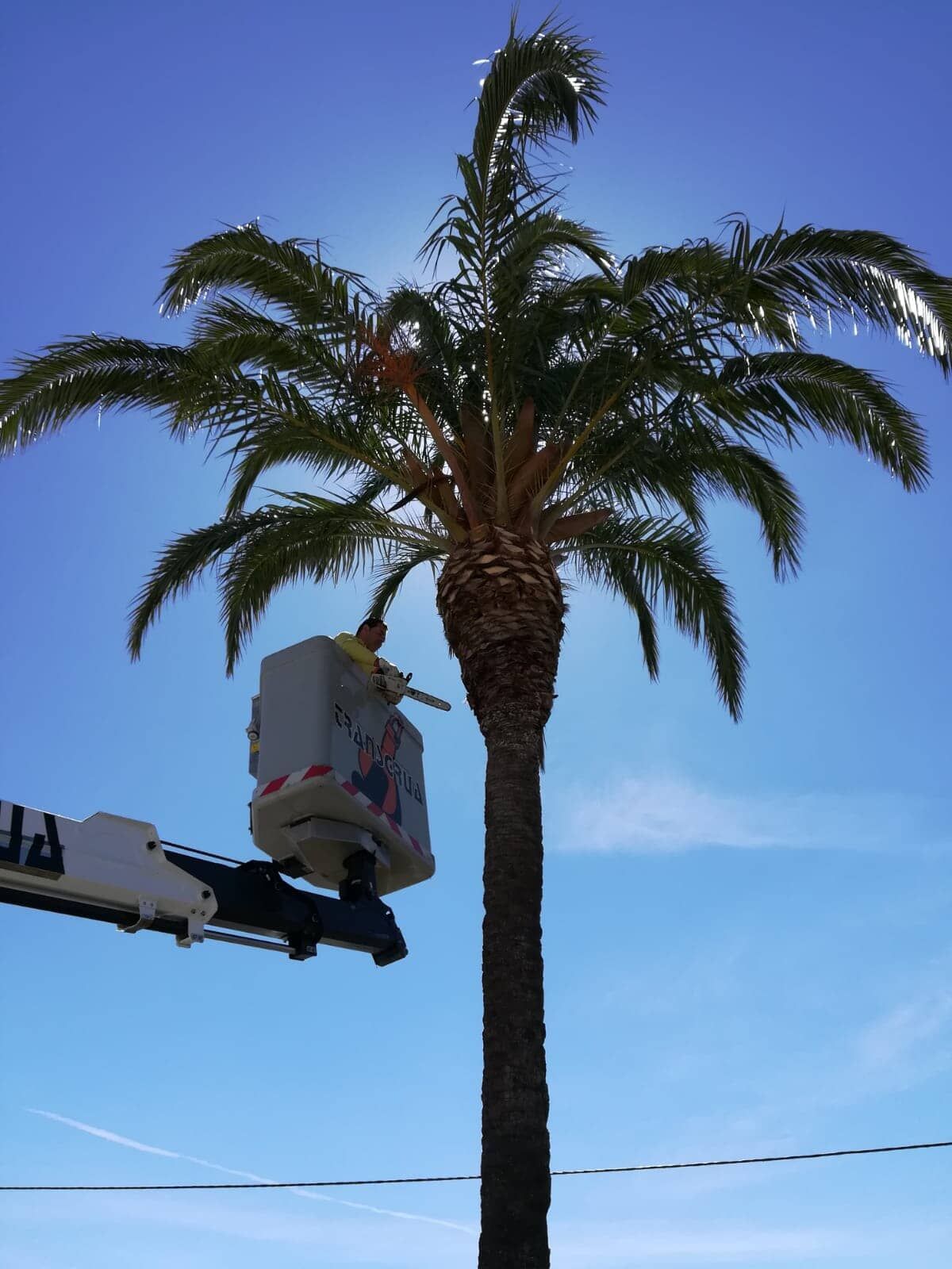 Um operário em um elevador poda uma palmeira alta contra um céu azul brilhante.