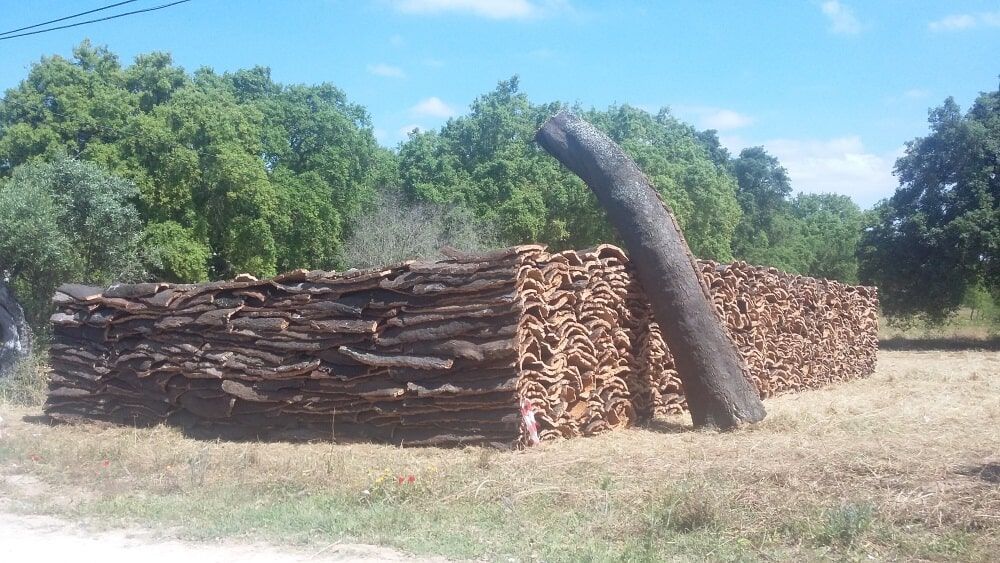 Cascas de cortiça empilhadas e um grande tronco em um ambiente externo com árvores sob um céu azul.