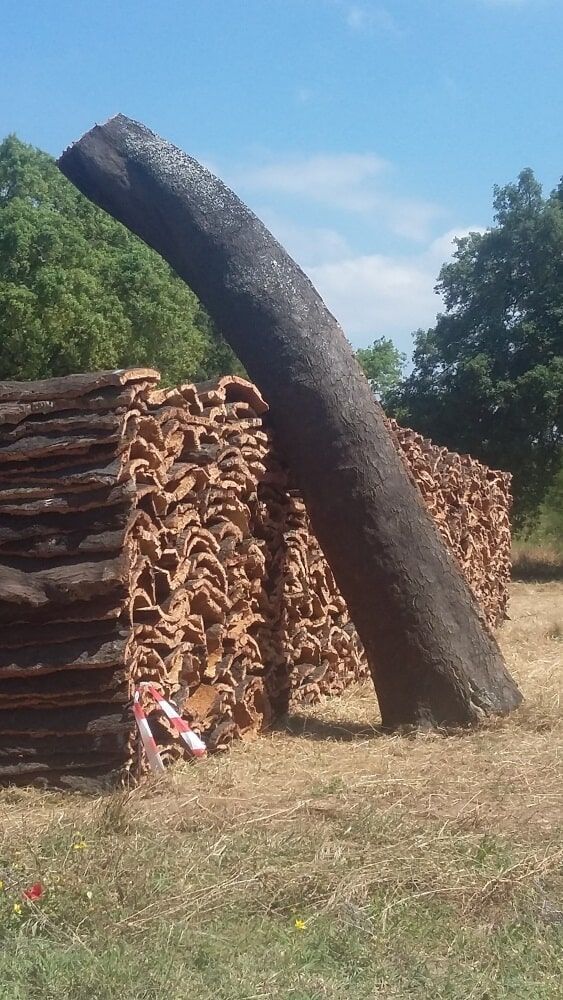 Num dia ensolarado, um tronco alto está encostado numa pilha de cascas de cortiça num campo.