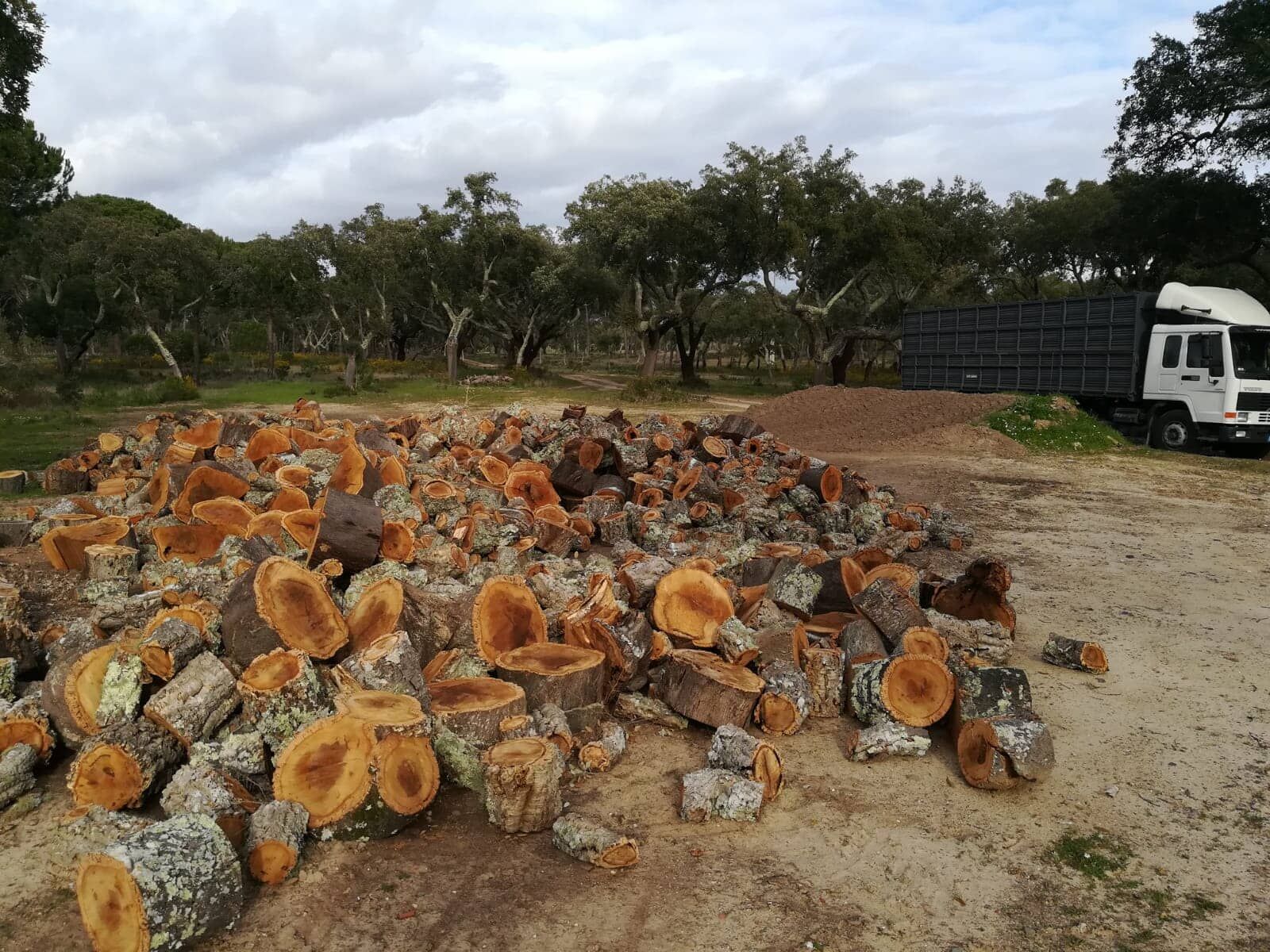 Pilha de secções de sobreiro sobre terra com um caminhão ao fundo, árvores em um campo.