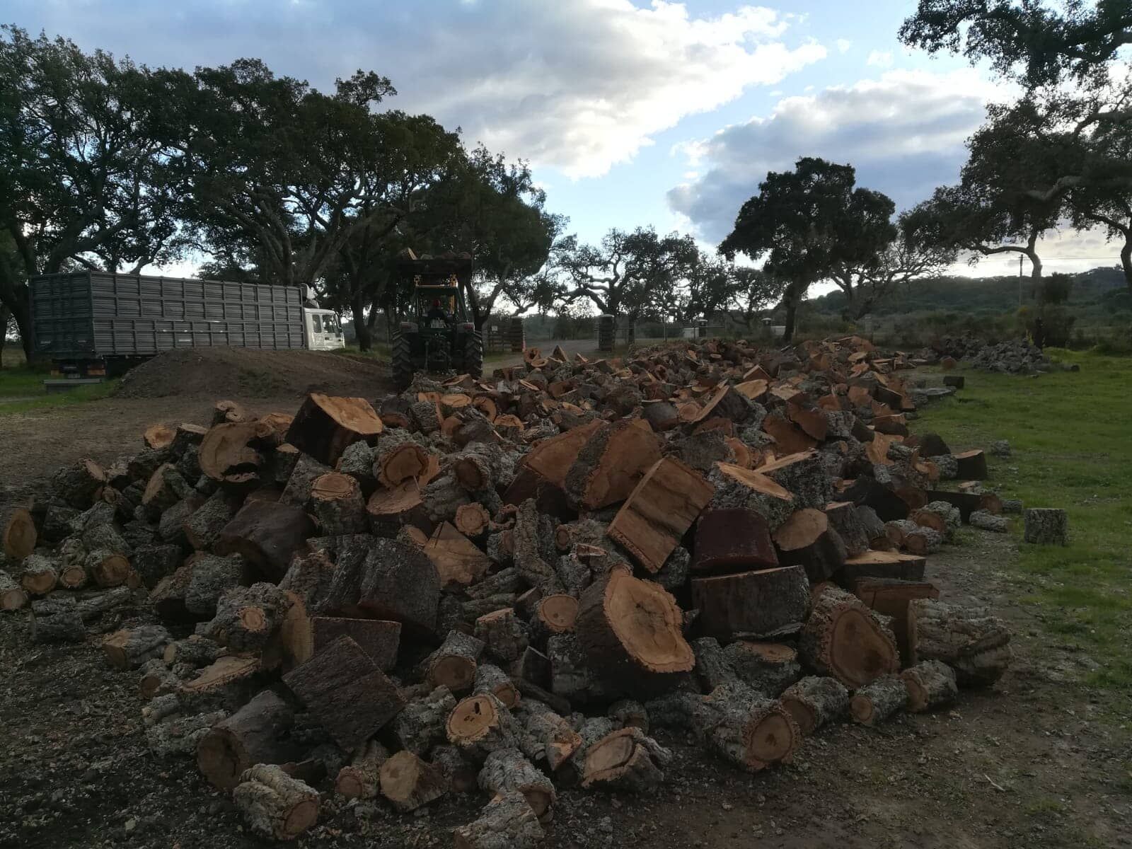 Casca de sobreiro colhida em um campo, com pilhas de toras cortadas e quadrados empilhados ao fundo.