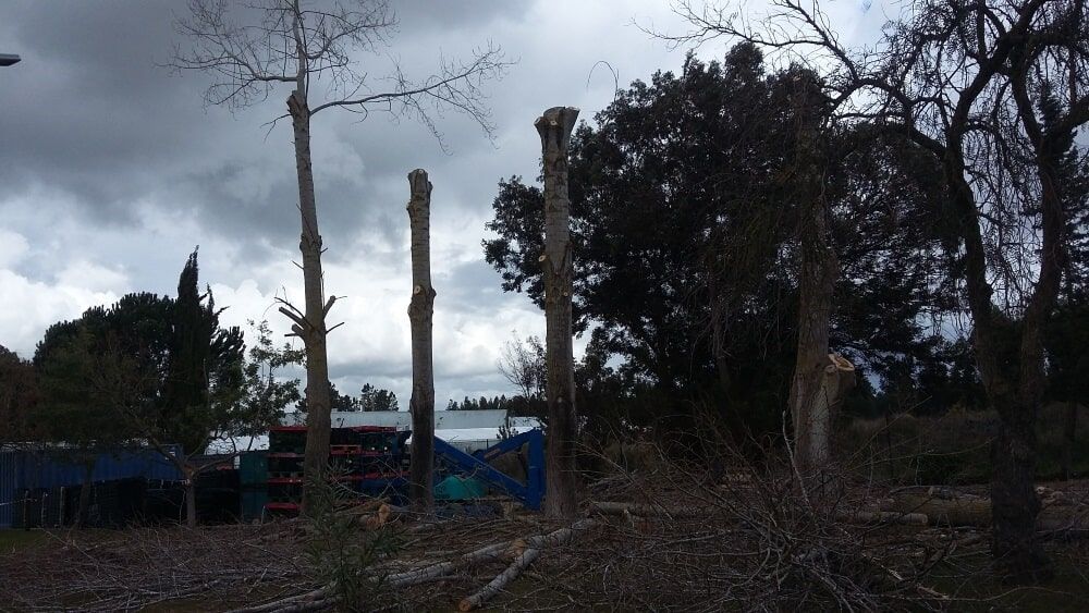 Árvores parcialmente cortadas sob céu nublado; entulho e equipamentos de construção ao fundo.