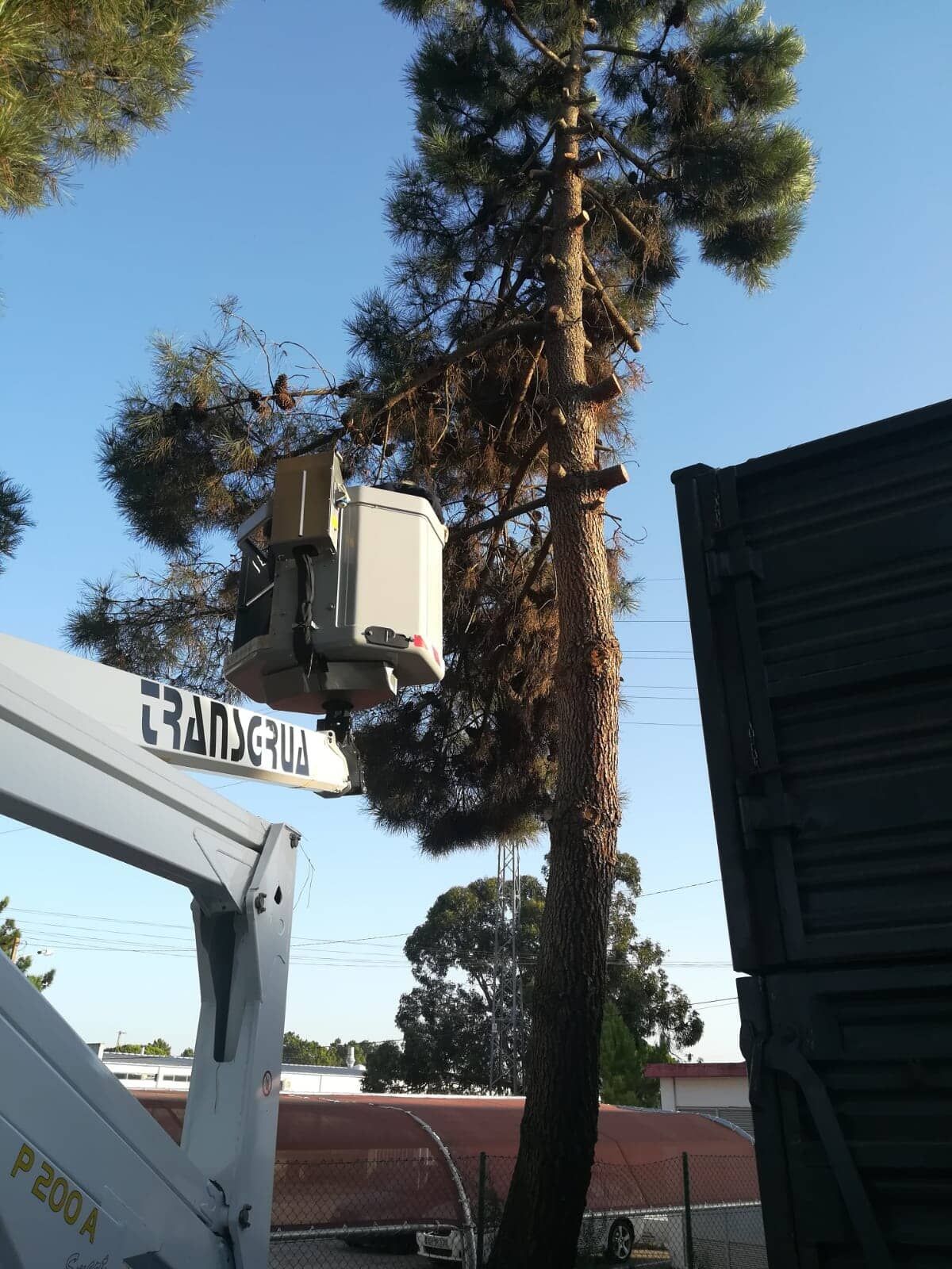 Plataforma elevatória para podar um pinheiro alto; dia ensolarado.