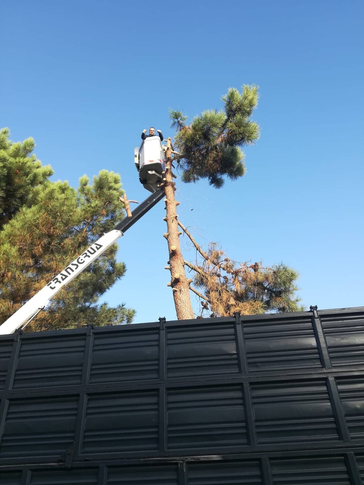 Uma árvore sendo podada por um trabalhador em uma plataforma elevatória, contra um céu azul, atrás de uma cerca preta.