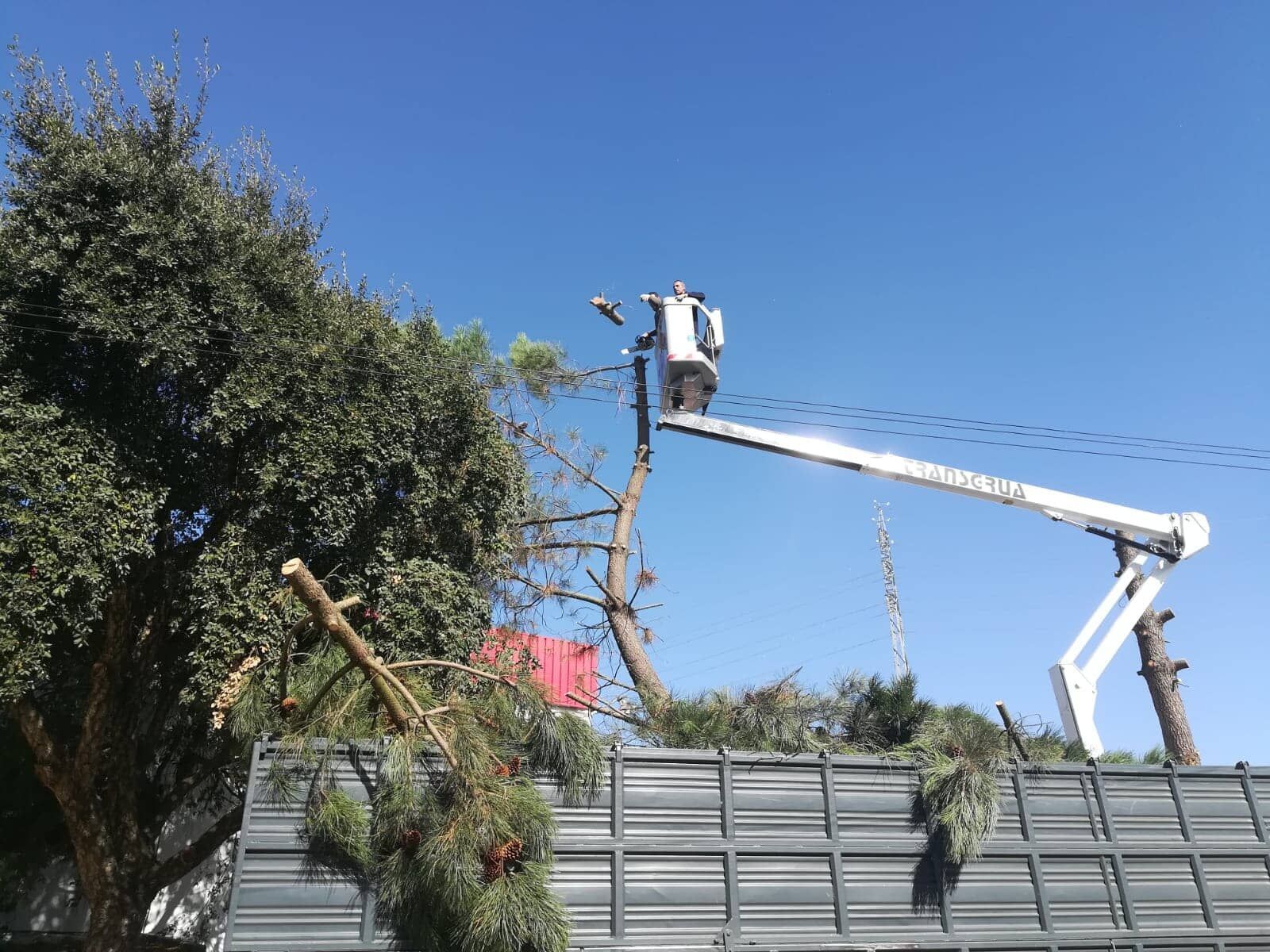 Operário em uma plataforma elevatória podando uma árvore perto de linhas de energia em um dia ensolarado.