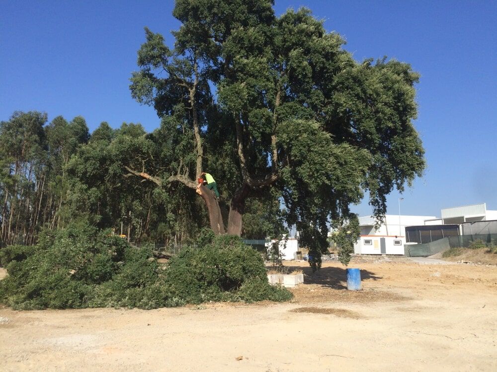 Homem podando uma árvore grande com uma motosserra, em um dia ensolarado.
