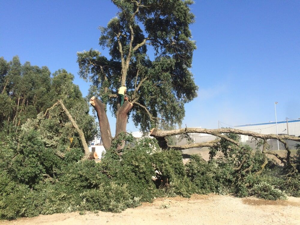 Uma árvore com grandes galhos cortados, rodeada por montes de folhas e detritos
