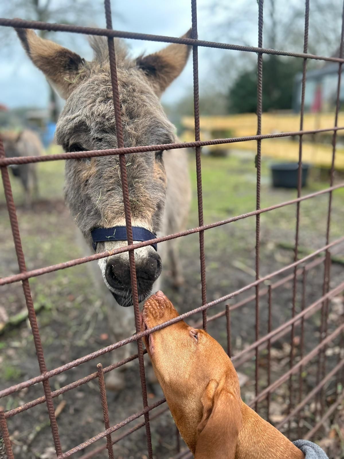 Ein Hund leckt durch einen Zaun hindurch die Nase eines Esels
