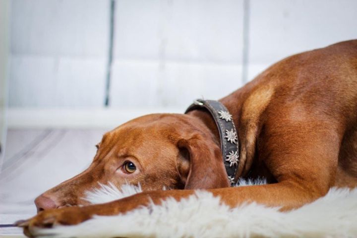 Ein brauner Hund liegt auf einer weißen Decke auf dem Boden