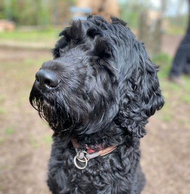 eine Nahaufnahme eines schwarzen Hundes, der ein Halsband trägt