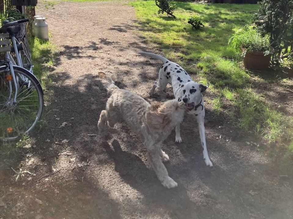 Zwei dalmatinische Hunde stehen nebeneinander auf einer unbefestigten Straße
