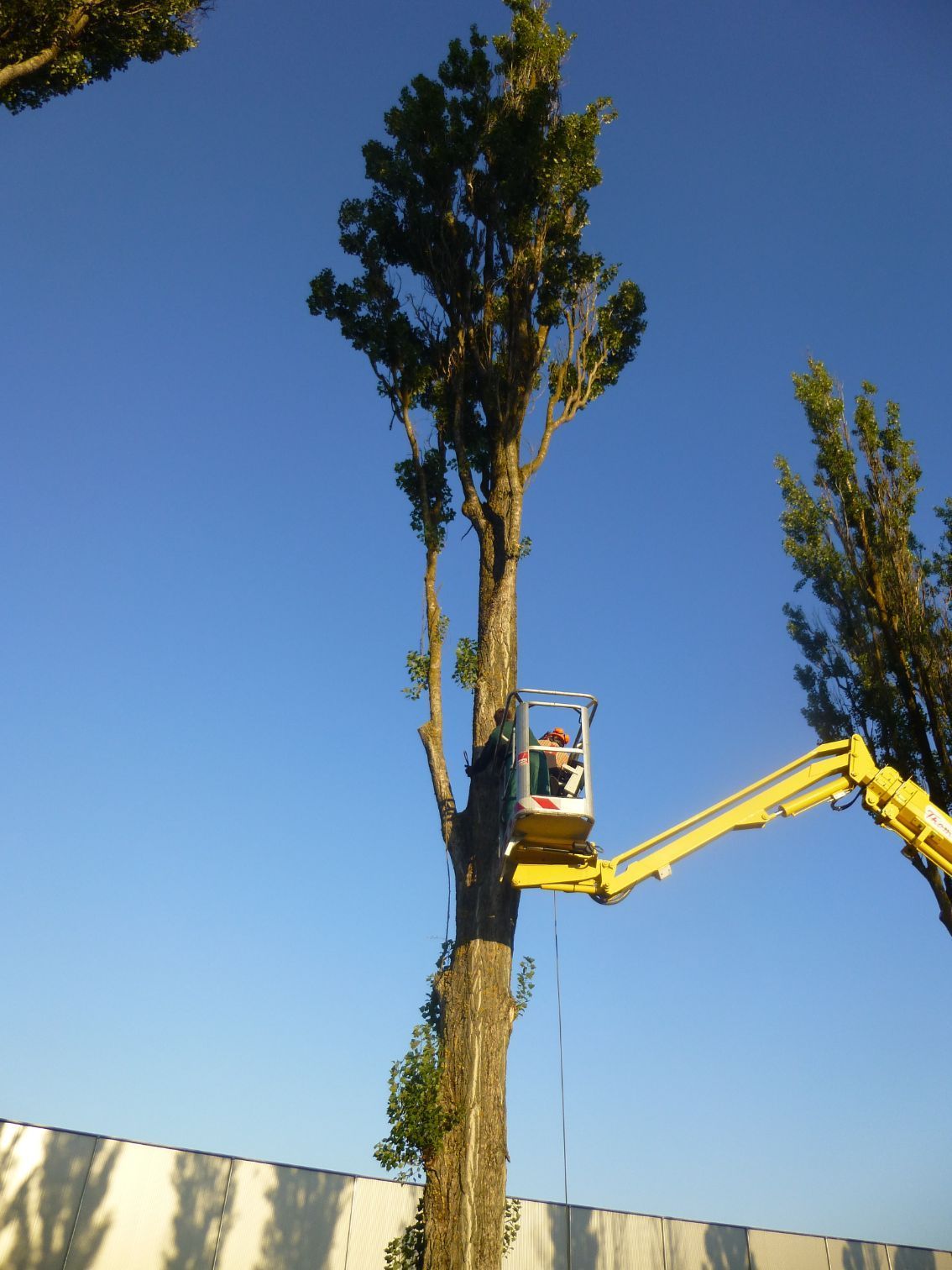Vorbereitung einer Baumfällung