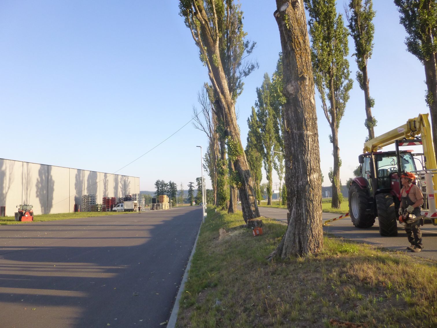 schief stehender Baum an einer Straße