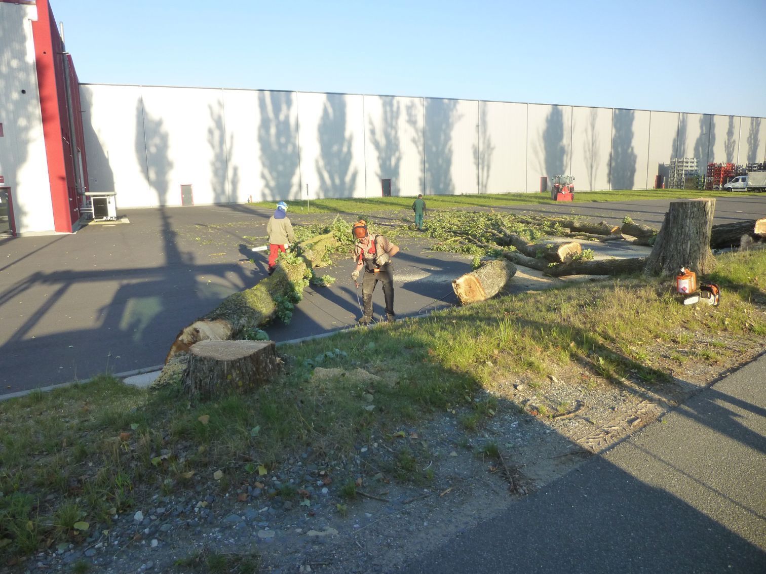Beseitigung von Baummaterial nach der Fällung