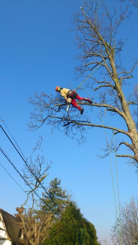 Élagueur sur un arbre