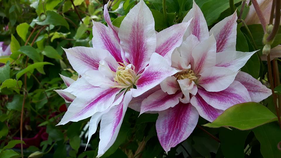 Vihertalo Varpula - tuotteet