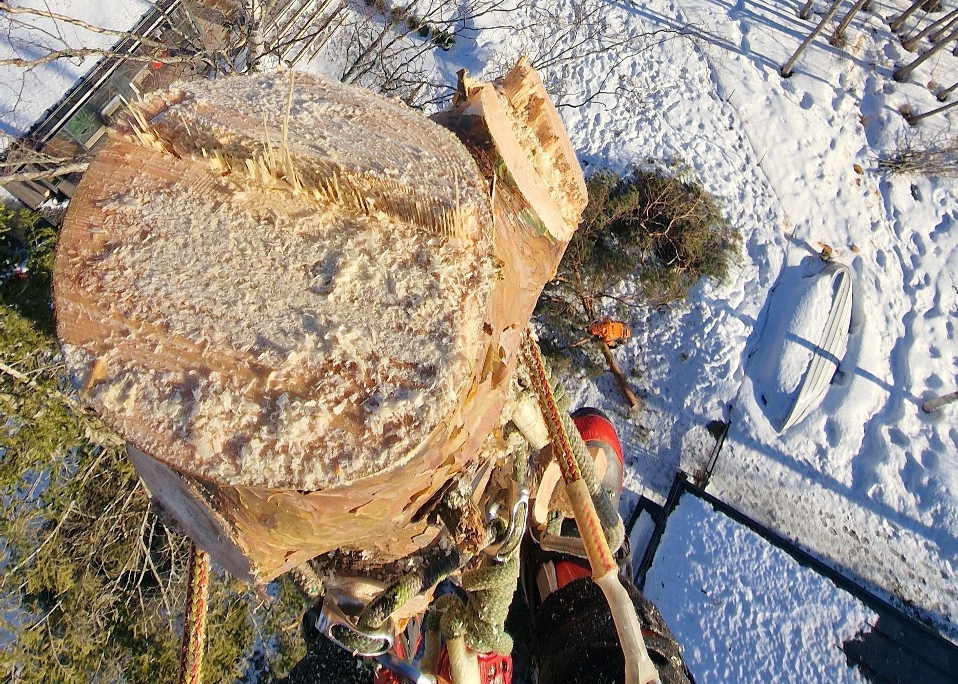 Männyn kiipeilykaato