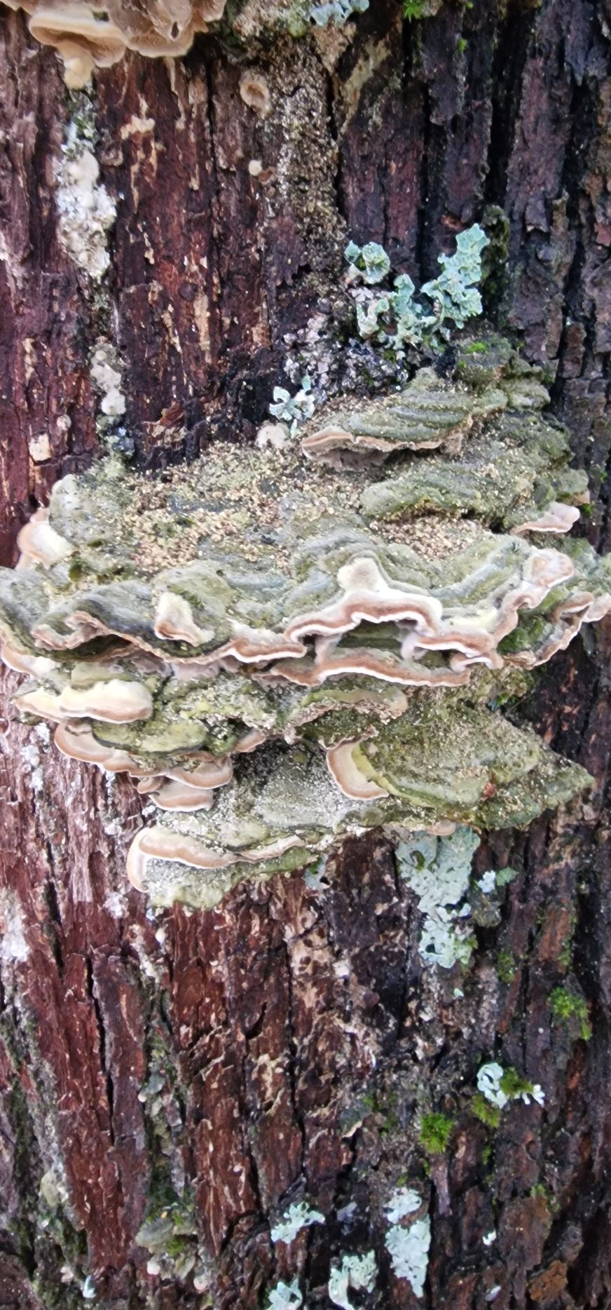 Pörrökääpä vaahteran rungolla