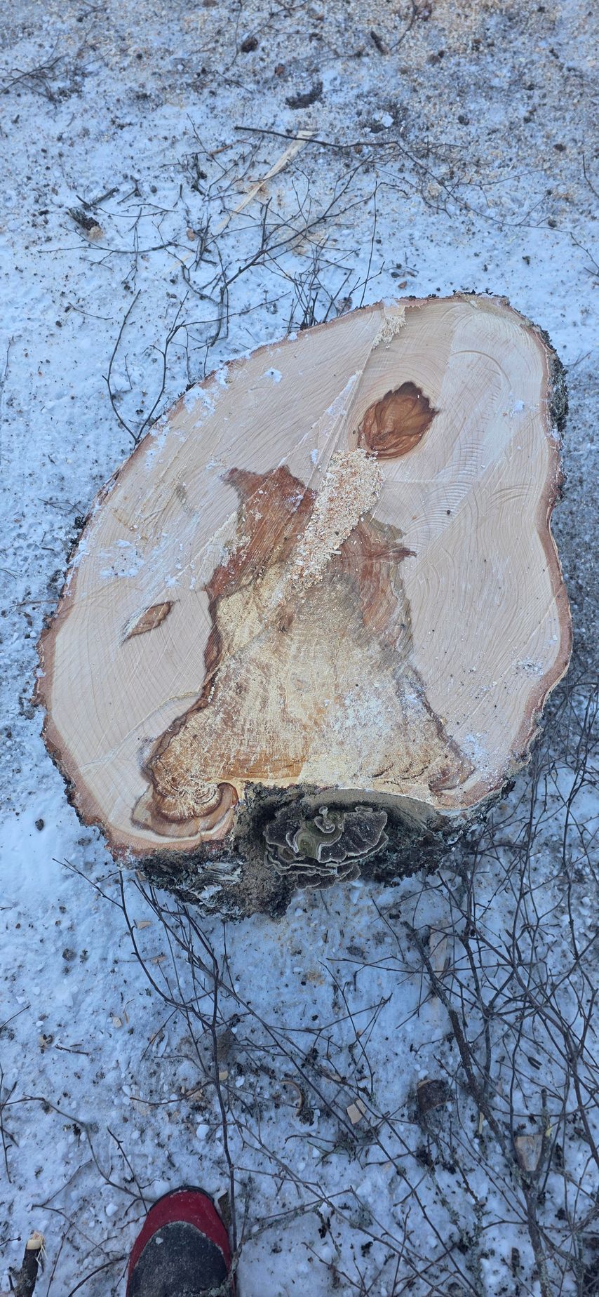 Pörrökäävän lahottama koivu