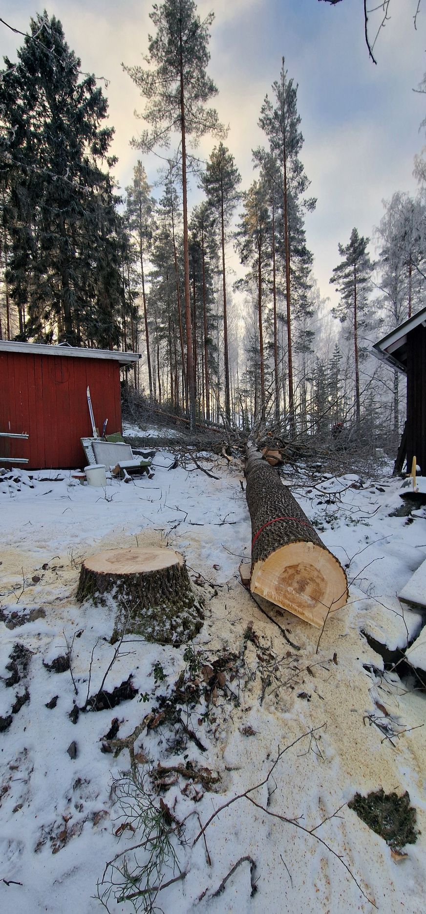 Pihapuun kaato rakennusten väliin