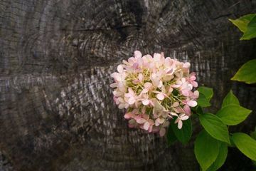 Aussenanlage mit Wasser