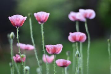 Garten wird gepflegt