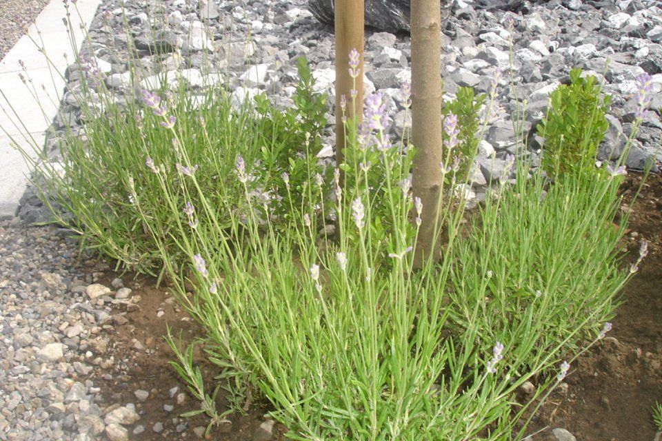 Pflanzen, Arbeit der GARTEN3PUNKT AG